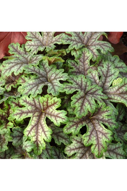 Яскраве листя гейхери ’Тапестрі’ у напівтіні